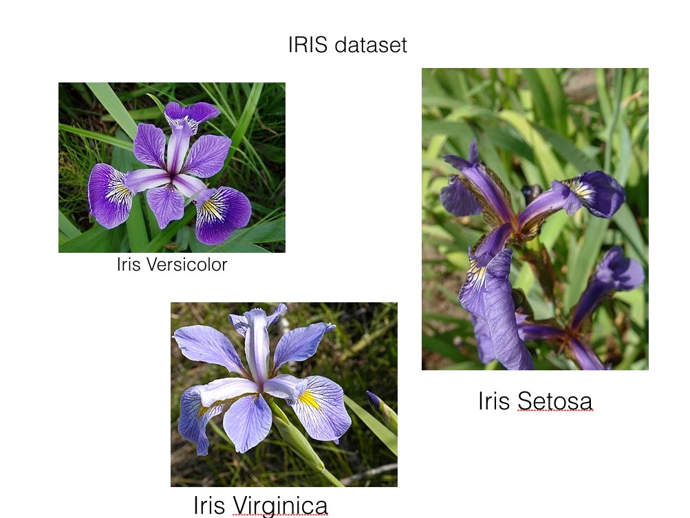 Iris Dataset